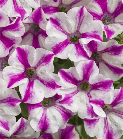 Petunia Supertunia® Lovie Dovie™